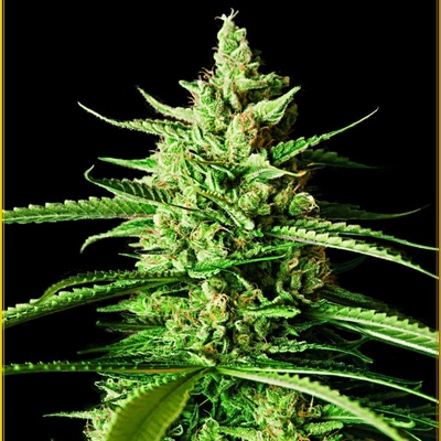 Anaconda Seeds AK 01 semena neobsahují THC 5 ks