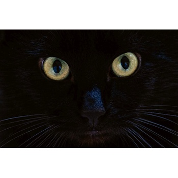 DIMEX ART s. r. o Флизелинов фототапет поглед на черна котка 375 x 250 см