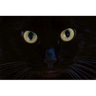 DIMEX ART Флизелинов фототапет поглед на черна котка 375 x 250 см