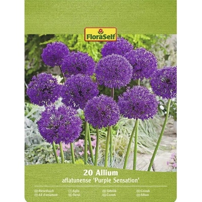 Okrasný česnek FloraSelf 'Purple Sensation' 10/12 20 ks fialový
