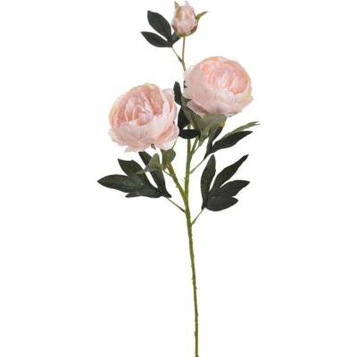 Pivoňka velká 72 cm - světlá růžová
