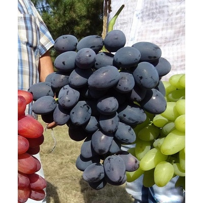 Vinič Krása Balok rezistentná stolová odroda. Vrúbľovaná sadenica!