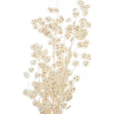 Sušená Lunaria blanched 50 g