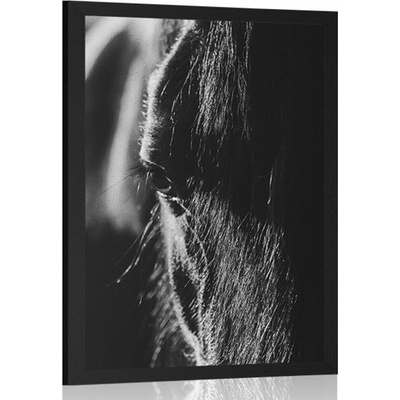 Plakát majestátní kůň v černobílém provedení - 40x60 no frame