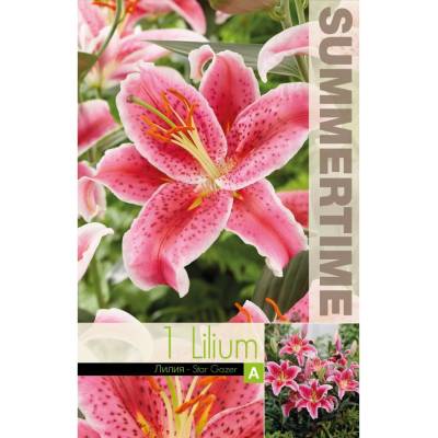 Seklos Лилиум Astar gazer - 1 бр луковицa