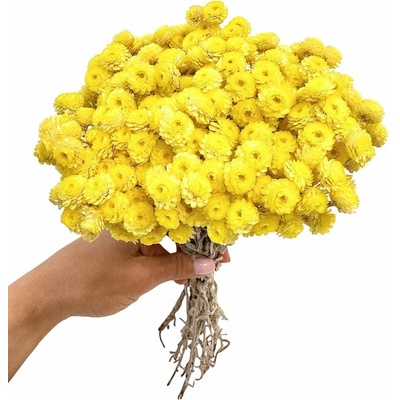 Sempreviva Helichrysum/Imortelka, slaměnka žlutá, svazek 30g