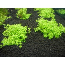 Prodibio Aquagrowth Soil 9 l