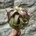 Tillandsia Eric Knobloch