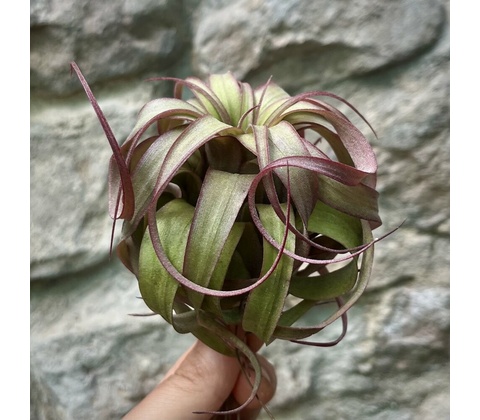 Tillandsia Eric Knobloch