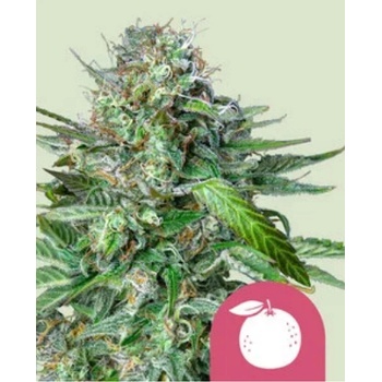 Royal Queen Seeds Semená kanabisu Tangie Feminized