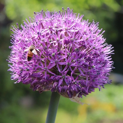 Česnek Summer Drummer Allium cibule okrasného česneku 3 ks