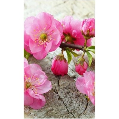 DIMEX ART Флизелинов фототапет сакура 150 x 250 см