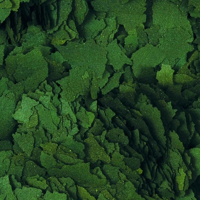 Tropical Spirulina Forte 36 % 1000 ml rozvažované