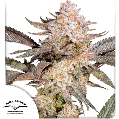 Dutch Passion Orange Bud 0% THC Balenie: 3 ks