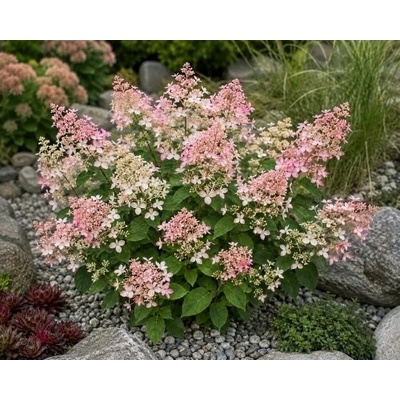 Hortenzia metlinatá (Hydrangea paniculata) ‘CONFETTI’ - výška 10-20 cm, kont. C2L