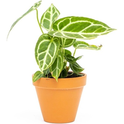 Gardners Anthurium Crystallinum, průměr 12 cm Anturie, Toulitka, Prasečí ocásek