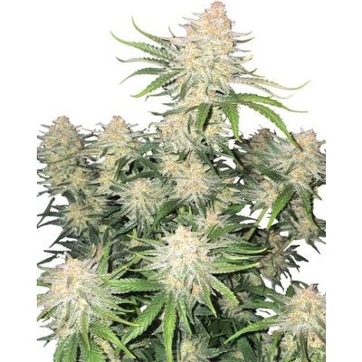 Fastbuds Frostbanger Auto semena neobsahuji THC 10 ks