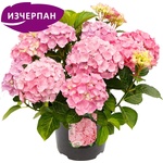  Хортензия Macrophylla Pink