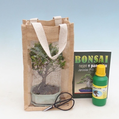 e-bonsai Pokojová bonsai v dárkové tašce - JUTA