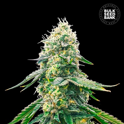Bulk Seed Bank Gelato Samba semienka neobsahujú THC 100 ks
