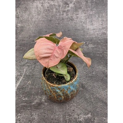 Syngonium Pink mini
