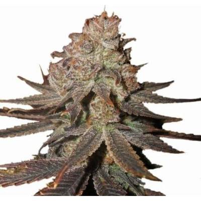 Nirvana Blueberry AUTO semena neobsahují THC 5 ks