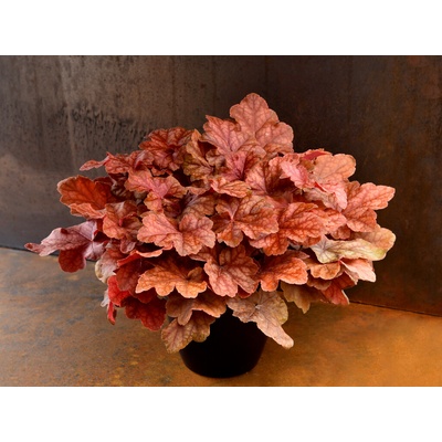 Heuchera World Caffe Arabica