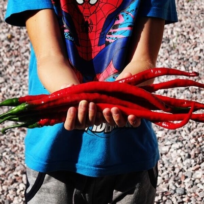 Elephant s Trunk – Zbozi.Blesk.cz