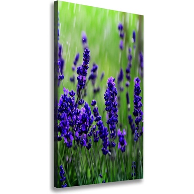 Vertikálny foto obraz canvas Pole levanduľe 50x100 cm