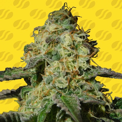 Original Sensible Seeds Jealousy Auto semienka neobsahujú THC 10 ks