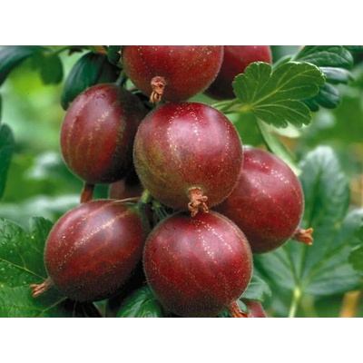 Egreš kríkový Hinnonmaki Rot, výška 30-40 cm, kvetináč 1,5 l