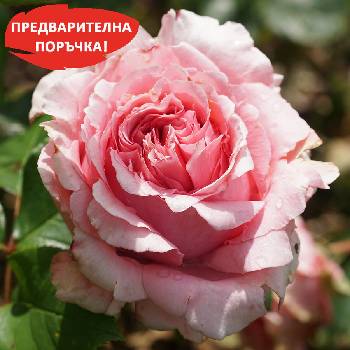 Guillot® Роза Anne Sophie Pic® Guigro1