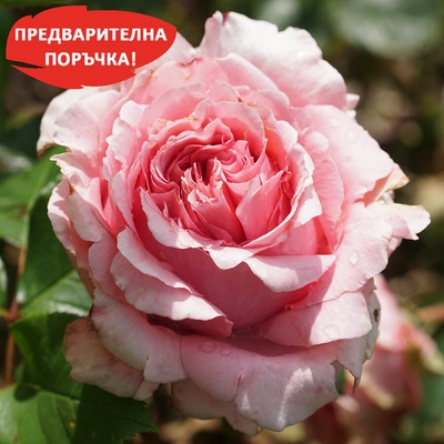 Guillot® Роза Anne Sophie Pic® Guigro1