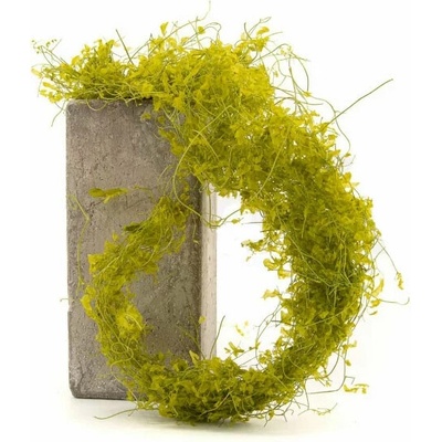 Stabilizovaná vodná papraď žlto zelená