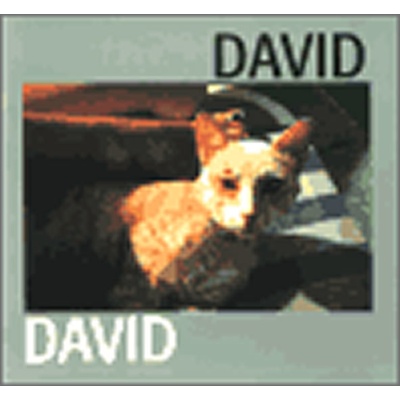 David Jiří David
