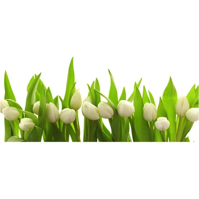 Foto obraz akrylový na stenu Biele tulipány 100x50 cm