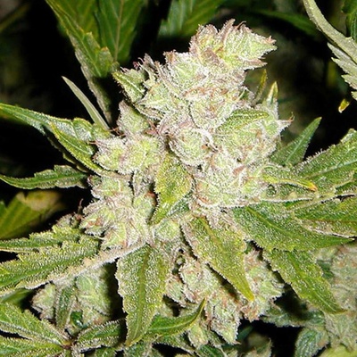 Soma Seeds Sogouda semena neobsahují THC 5 ks