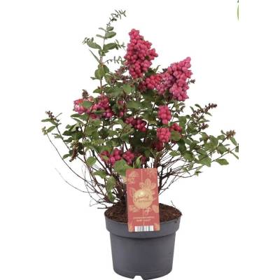 Symphoricarpos Magical Sweet 19x40 cm