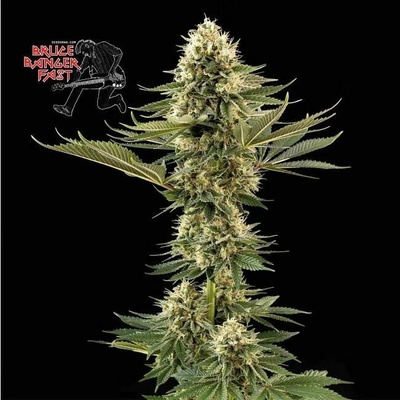 Seedsman Bruce Banger FAST semienka neobsahujú THC 3 ks