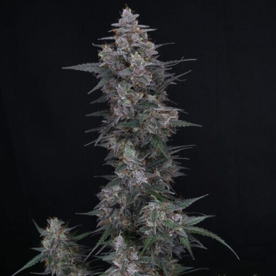 Pure Instinto Chimera Crasher semienka neobsahujú THC 3 ks