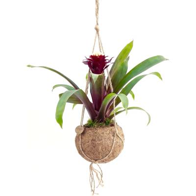 Gardners Guzmania mix (S) Guzmánie