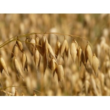 ProBio Oves BIO bezpluchý 0,5 kg