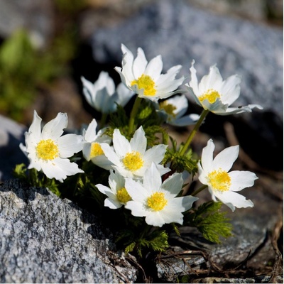 Koniklec alpinský - Pulsatilla alpina - semena koniklece - 10 ks