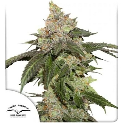 Dutch Passion Kerosene Krash semena neobsahují THC 3 ks