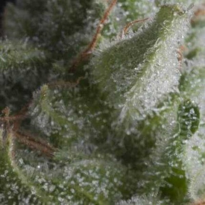 Pyramid Seeds Auto Shark semienka neobsahujú THC 50 ks
