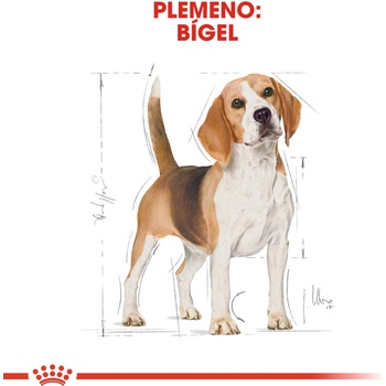 Royal Canin Beagle Adult 12 kg