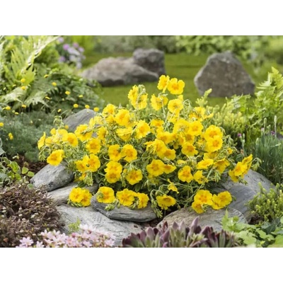 Devätorník peniažtekovitý Golden Queen - Helianthemum, kont. 0,5 l
