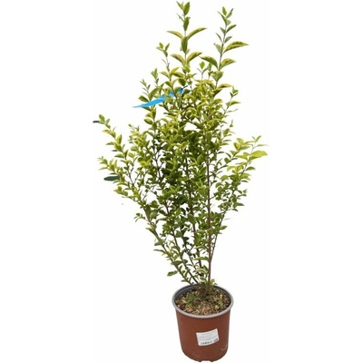 Vtáčí zob vajcovitolistý Aureum, výška 70-100 cm, kvetináč 3 l