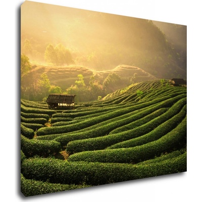 Impresi Obraz Východ slnka čajovníková plantáž - 90 x 70 cm
