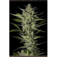 Strain Hunters Flowerbomb Kush semena neobsahují THC 10 ks